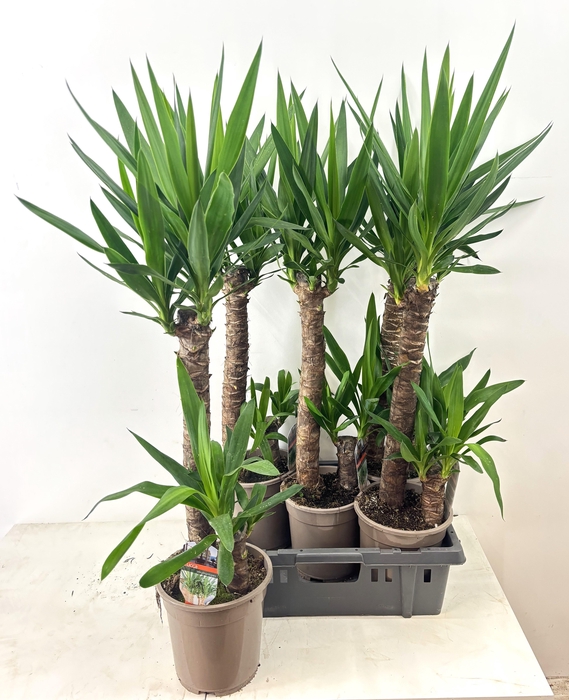 <h4>YUCCA</h4>