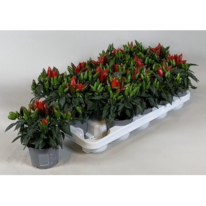 Capsicum annuum Salsa red