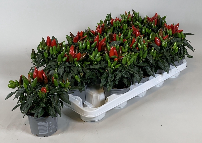 <h4>Capsicum annuum Salsa red</h4>