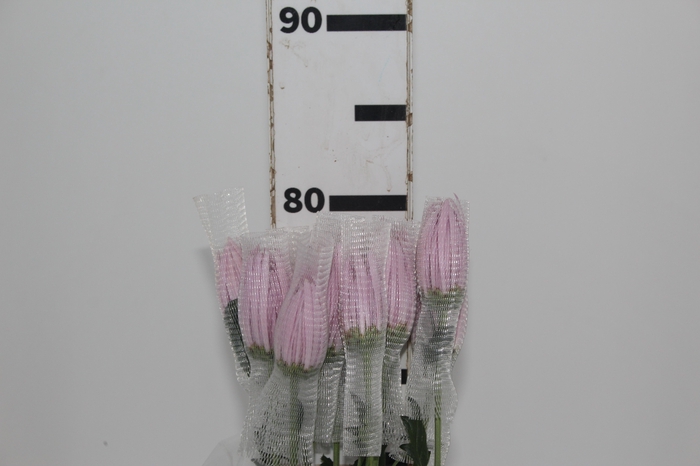 <h4>ANASTASIA CIPRIA 080 CM LILAS</h4>