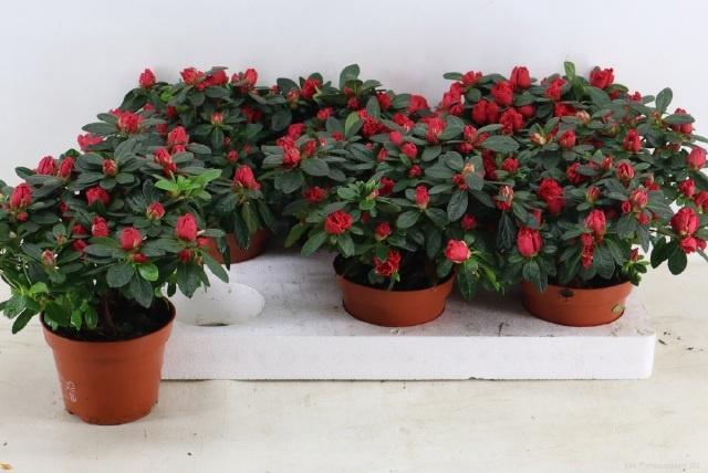 <h4>RHODO SI OTTO</h4>