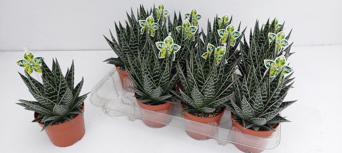 <h4>Aloe Tiki Tahi</h4>