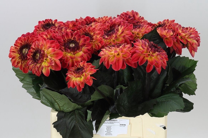 Dahlia Dancing Don