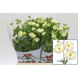 RAN BUTTERFLY GRACES