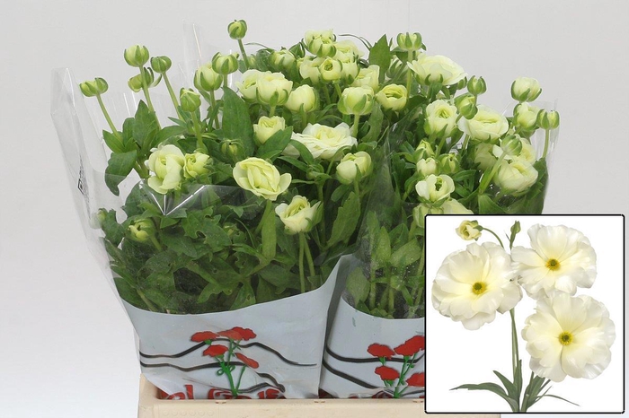 <h4>RAN BUTTERFLY GRACES</h4>