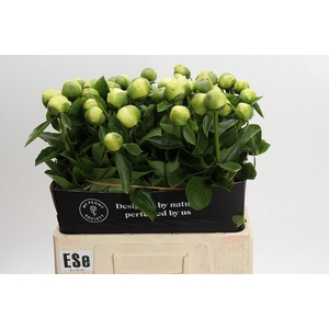 Paeonia Early Sensation