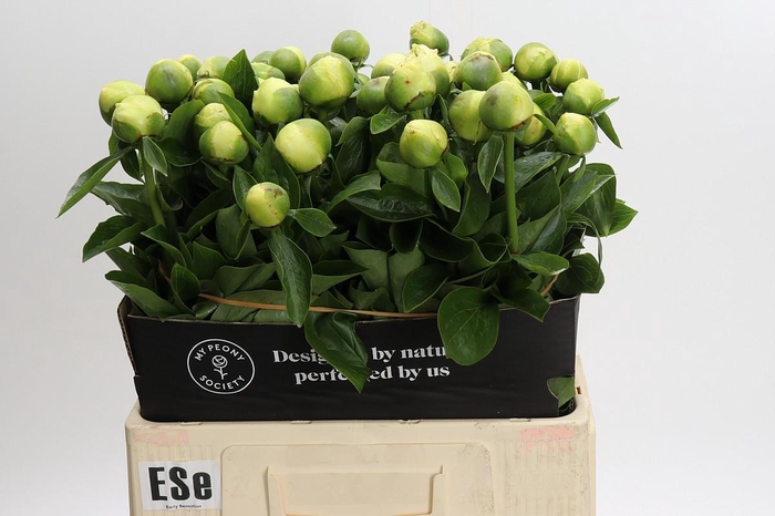 <h4>Paeonia Early Sensation</h4>