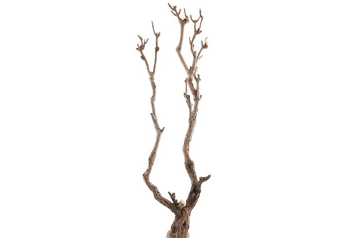 <h4>Syringa Branch Extra Gibbons</h4>