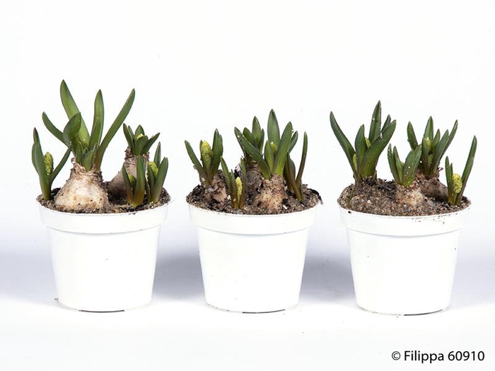 <h4>MUSCARI ARMENIACUM</h4>