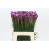 Liatris Spicata