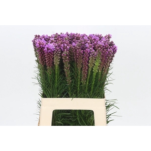 Liatris Spicata