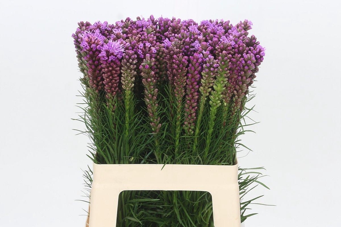 <h4>Liatris Spicata</h4>
