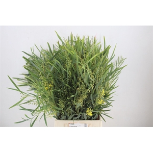 Mimosa Floribunda P Bunch