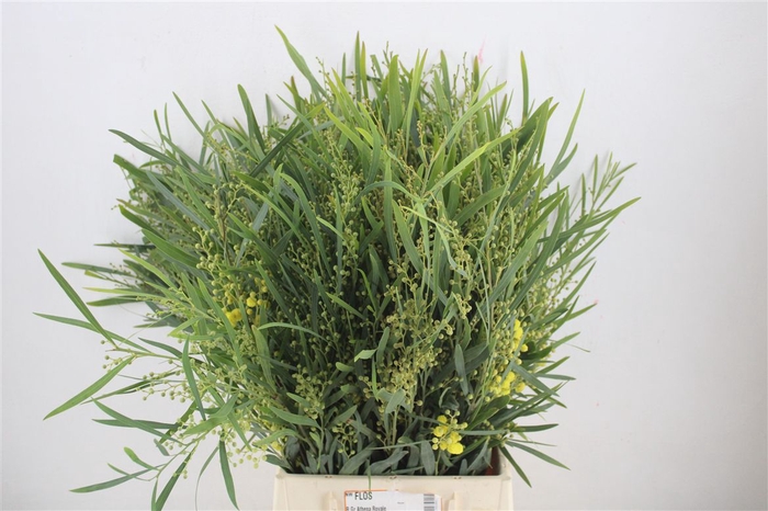 <h4>Mimosa Floribunda P Bunch</h4>