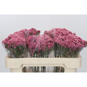 Ozothamnus Booming Pink