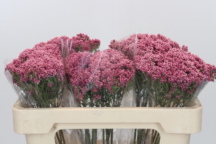 Ozothamnus Booming Pink