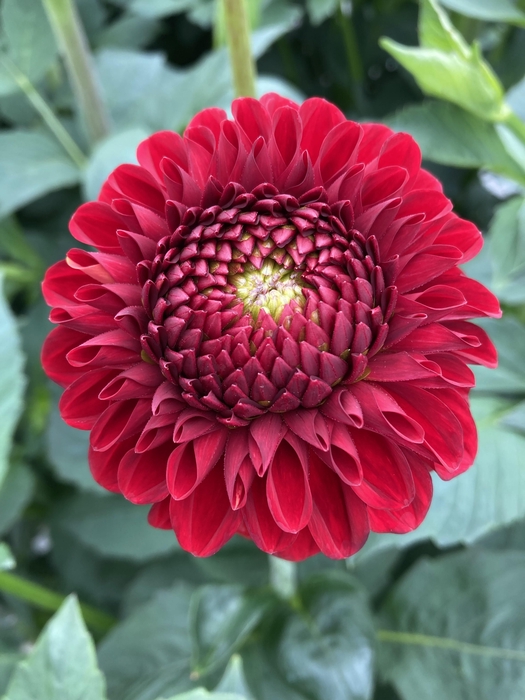 <h4>DAHL RED FOX</h4>