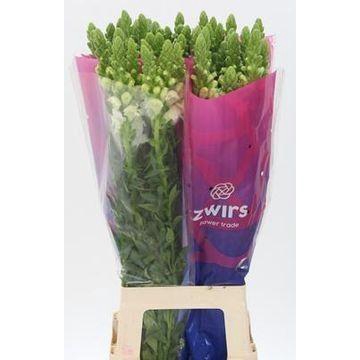 <h4>ANTIR POTOMAC WHITE</h4>