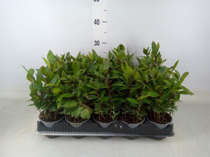 <h4>Laurus nobilis</h4>