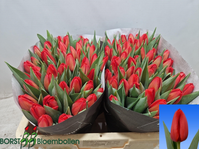 <h4>TU EN SPOT ON</h4>