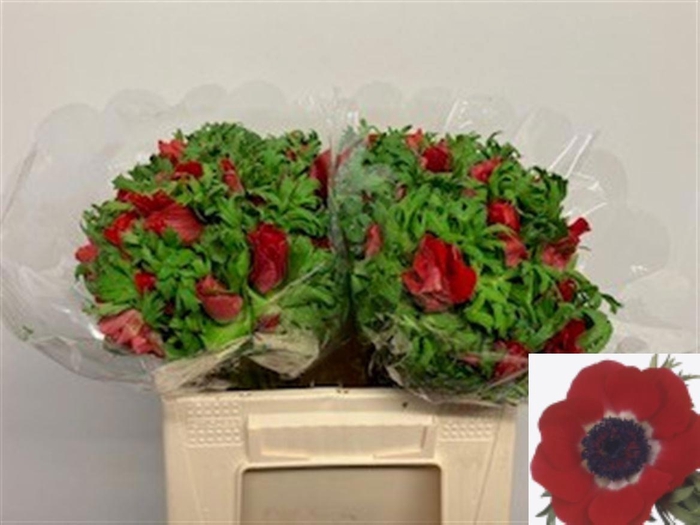 <h4>ANEM CO GALIL ROOD</h4>