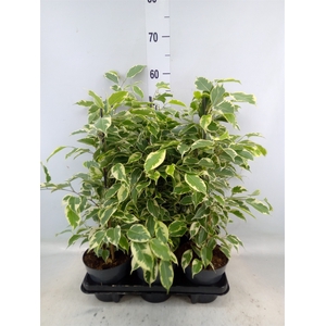 Ficus benja. 'Danielle'