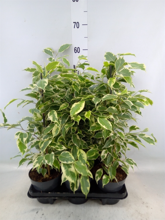 <h4>Ficus benja. 'Danielle'</h4>