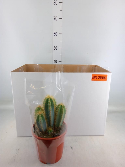 <h4>Cactus ...mix</h4>