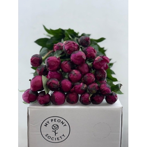 Paeonia Red Sarah Bernhardt