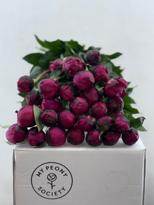 <h4>Paeonia Red Sarah</h4>