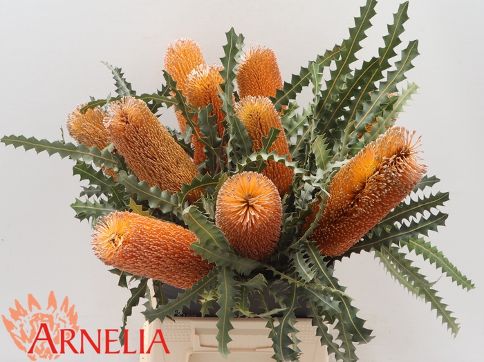 <h4>Banksia Overig(ashbyii)</h4>