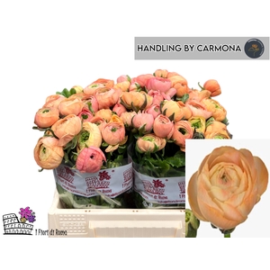 RAN DOLCEVIT SALMONE