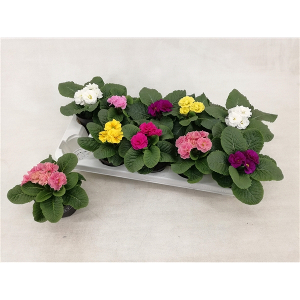 <h4>Primula ac. PomPom Double mix</h4>