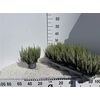 Callu Bl Verenka