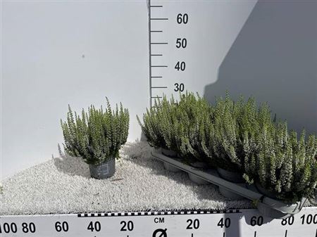 Callu Bl Verenka