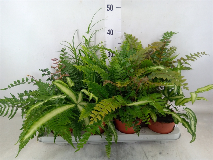 <h4>Ferns   ...mix</h4>