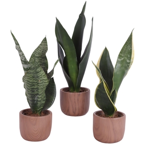Sansevieria mix Ø09cm in Ø10cm Ceramic NT565
