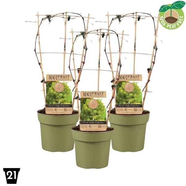 <h4>Vitis Vroege van der Laan 100% Fruits palisser</h4>