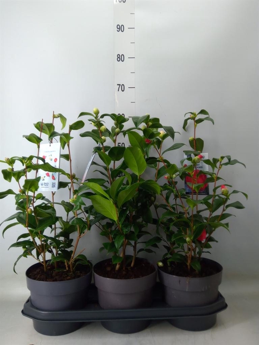<h4>Camellia japonica</h4>