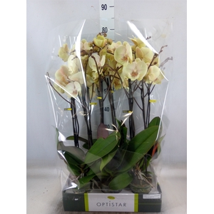 Phalaenopsis   ...yellow