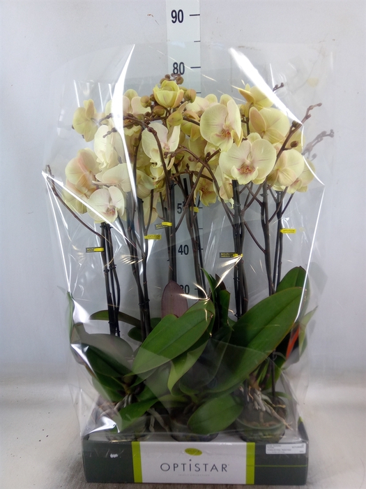 <h4>Phalaenopsis   ...yellow</h4>