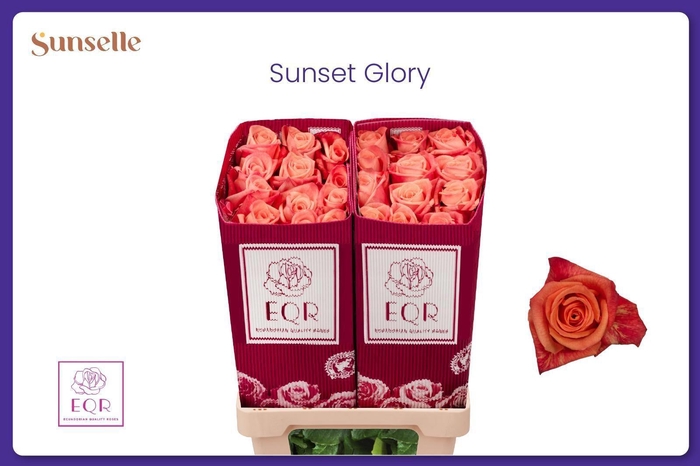 <h4>R GR SUNSET+</h4>