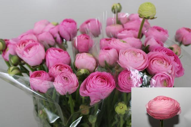 <h4>RAN AAZUR LI PINK</h4>