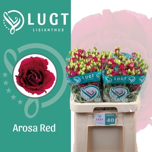 EUS G AROSA RED