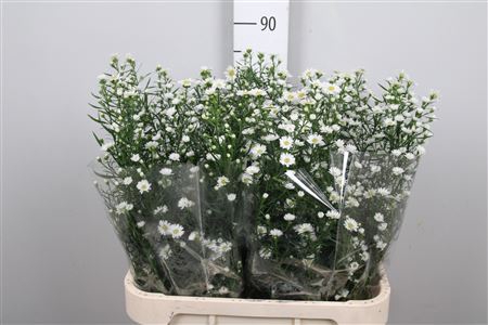 <h4>Aster univ. 'Monte Cassino'</h4>
