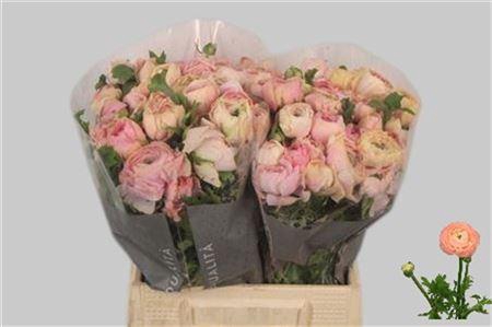 <h4>Ran El Pastel Pink</h4>