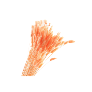 Lagurus Peach