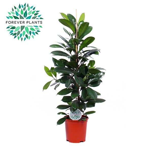 <h4>Ficus Cyathistipula p24</h4>