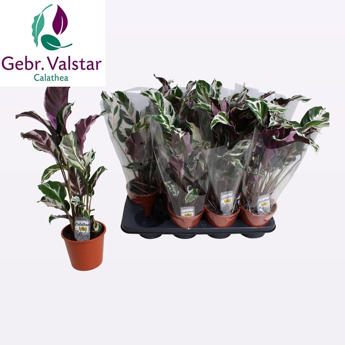 <h4>CALAT FUSION WHITE</h4>