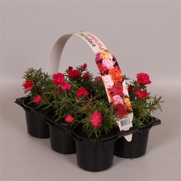 Portulaca roze 6p